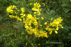 Senna auriculata